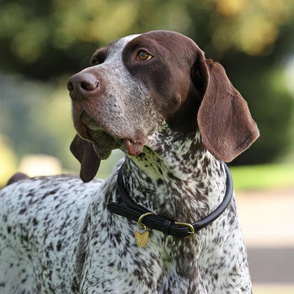 Shires Digby & Fox Rolled Leather Dog Collar