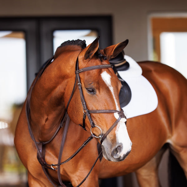 shires Fancy Square Raised Running Martingale