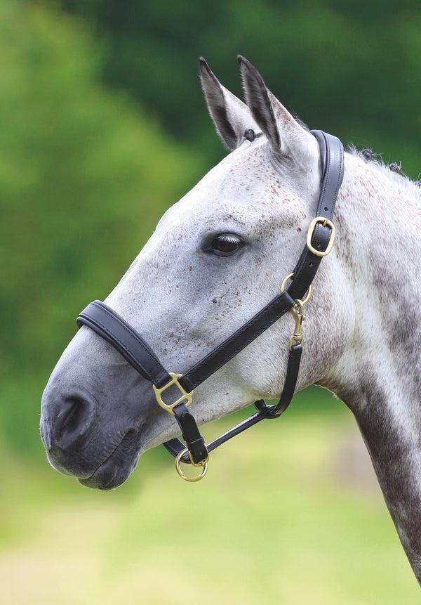 Shires Velociti GARA Leather Travel Headcollar