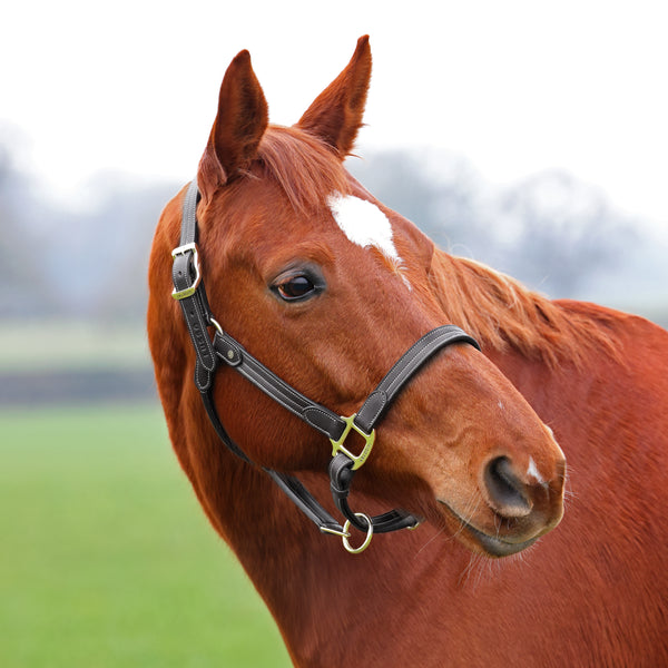 Shires Velociti Lusso Girona Leather Headcollar