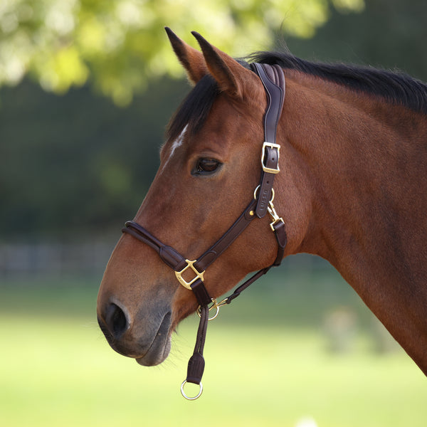Shires Velociti Lusso Soria Leather Headcollar