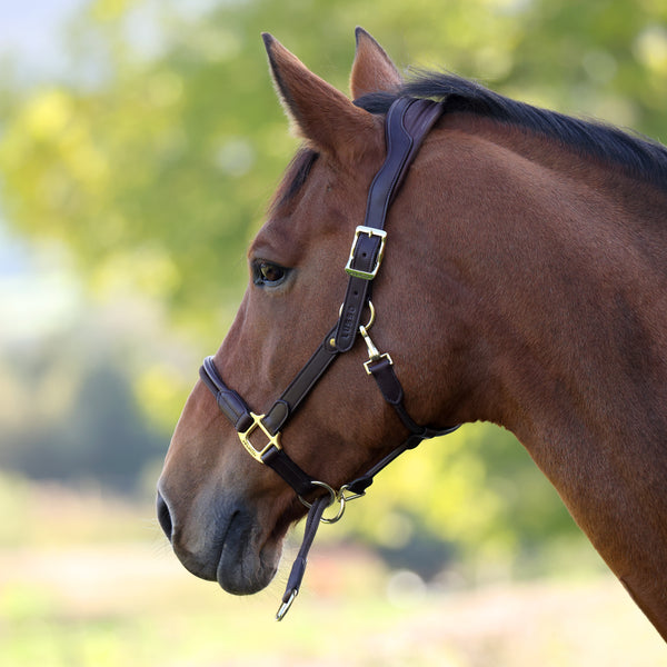 Shires Velociti Lusso Soria Leather Headcollar