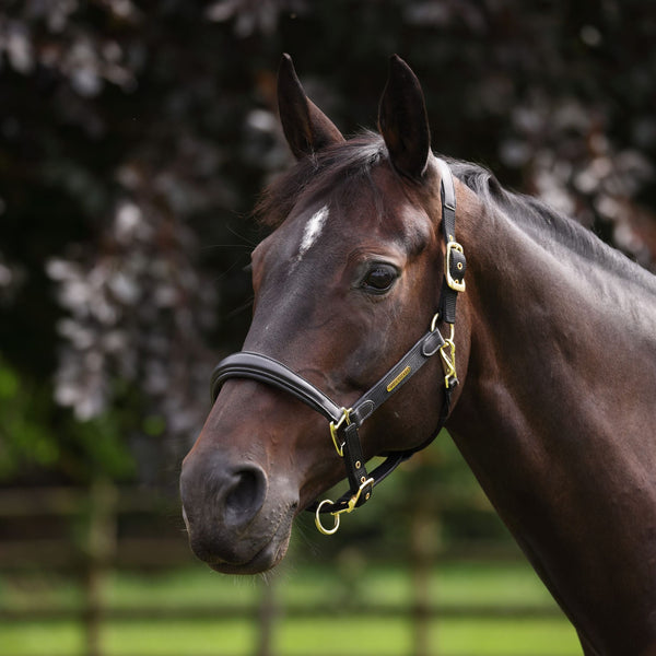 Shires Velociti Lusso Padded Leather Halter With Breakaway