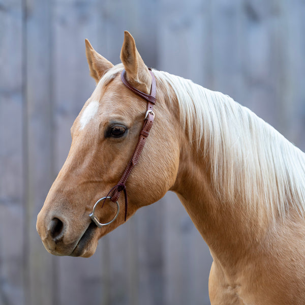 shires Velociti One Ear Headstall with Rawhide Knotting