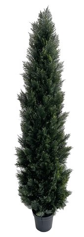 shishi Cedar tree in plastic pot 2 15m UV RESISTANT