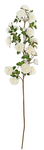 shishi Garden rose pick cream with pink touch 125cm