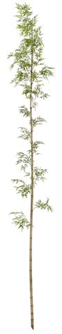 shishi Natural bamboo with artificial leaves 6m (KD packing)