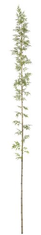 shishi Natural bamboo with artificial leaves 8m (KD packing)