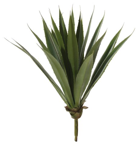 shishi Agave green 50cm