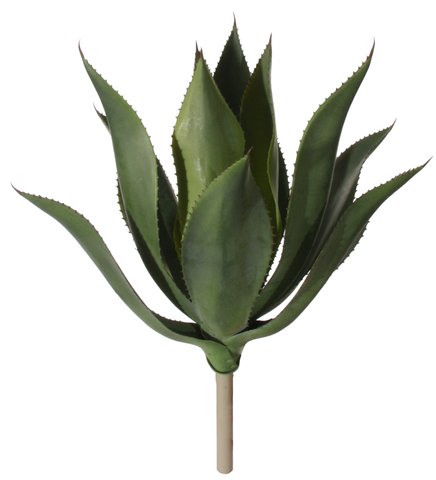 shishi Agave plant h55cm