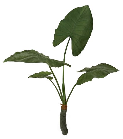 shishi Alocasia green 110cm