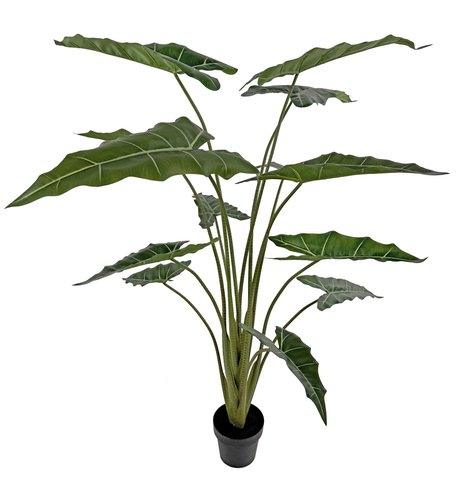 shishi Alocasia plant potted 1 6m