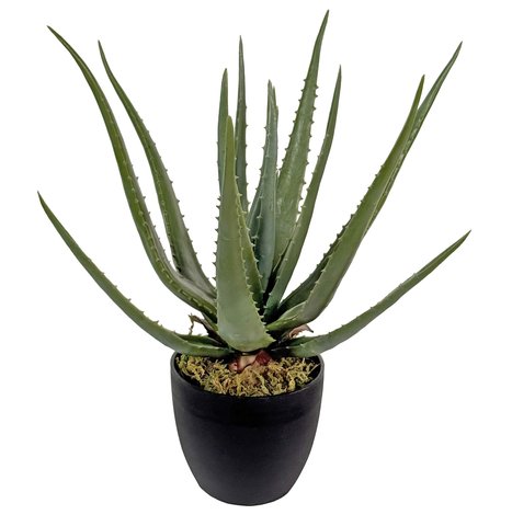 shishi Aloe in pot grey-green 40cm