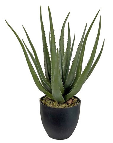 shishi Aloe in pot grey-green 55cm