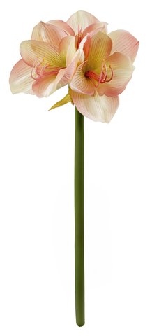 shishi Amaryllis pink 65cm