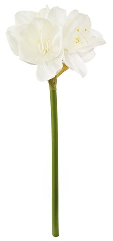 shishi Amaryllis white 65cm