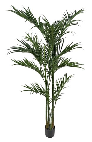 shishi Areca potted 220cm