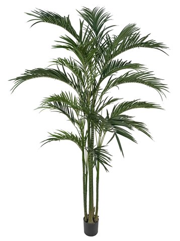 shishi Areca potted 255cm