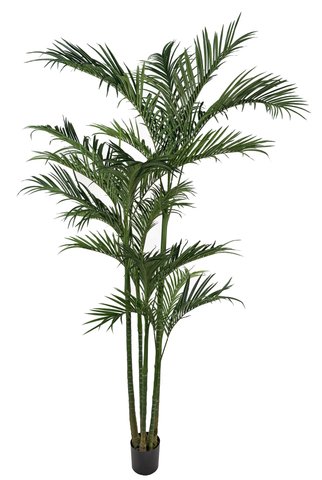 shishi Areca potted 295cm