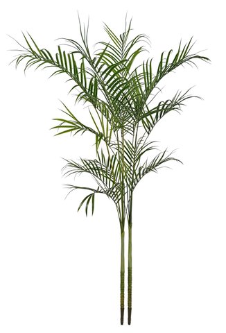shishi Areca w/out pot 2 25m UV RESISTANT