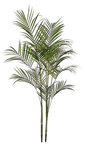 shishi Areca w/out pot 2m UV RESISTANT