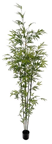 shishi Bamboo green potted 210cm