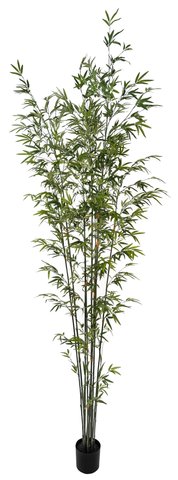 shishi Bamboo green potted 280cm