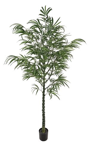 shishi Bamboo potted 210cm