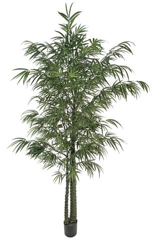 shishi Bamboo potted 300cm