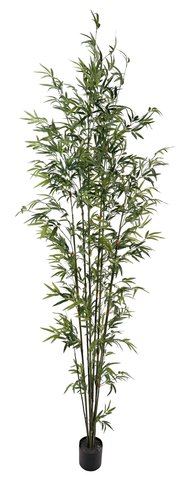 Shishi Bamboo Potted Green 2 4m