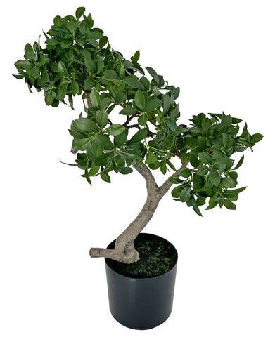 shishi Banyan bonsai green potted 80cm