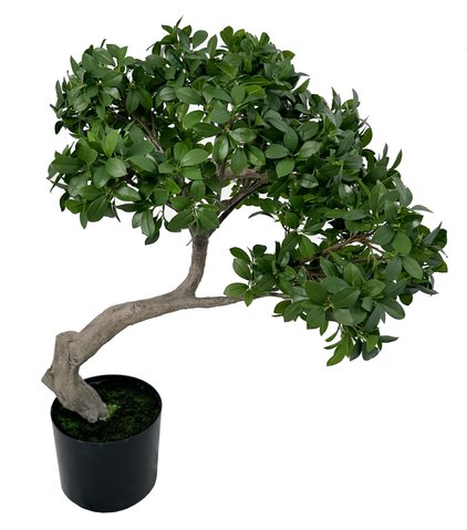 shishi Banyan bonsai green potted 95cm