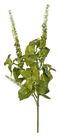 shishi Basil flowering green 32cm