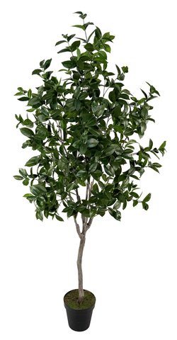 shishi Bay tree green potted 2 1m