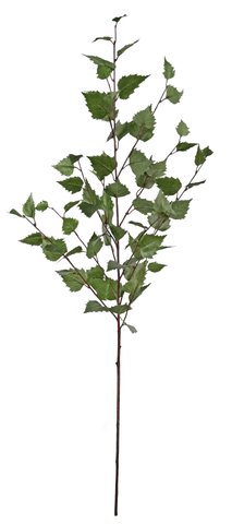 shishi Birch branch 125cm