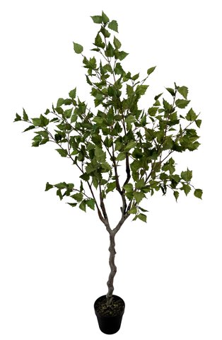 shishi Birch tree green 1 6m