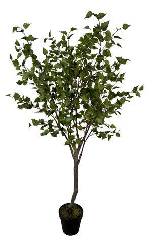 shishi Birch tree green 2m
