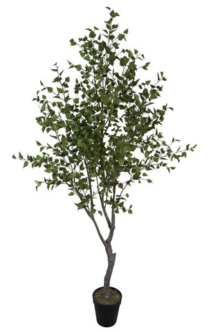 shishi Birch tree green potted 2 75m