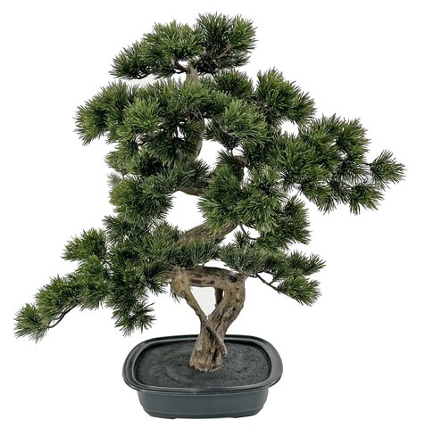 shishi Bonsai green in black plastic pot 68cm
