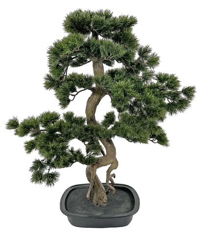 shishi Bonsai green in black plastic pot 89cm