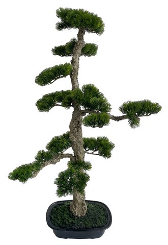 shishi Bonsai in pot h95cm