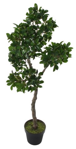 shishi Bonsai potted 118cm
