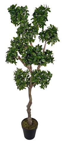 shishi Bonsai potted 178cm