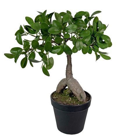shishi Bonsai potted 40cm