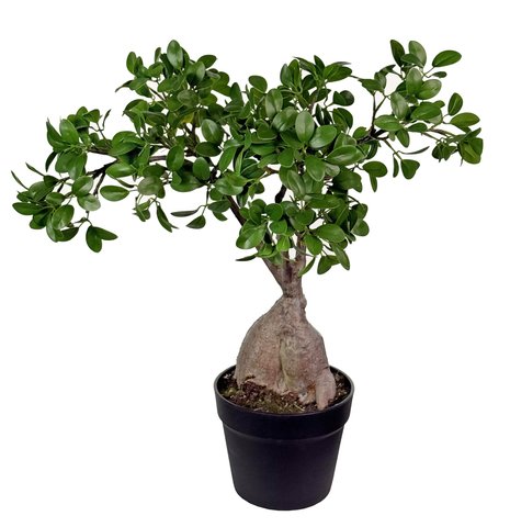 shishi Bonsai potted 50cm