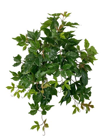 shishi Boston ivy bush green 45cm
