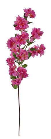 shishi Bougainvillea fuchsia 120cm