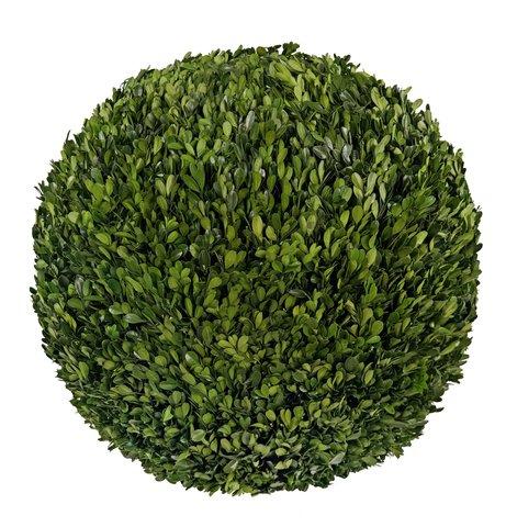 shishi Boxwood ball preserved 60cm
