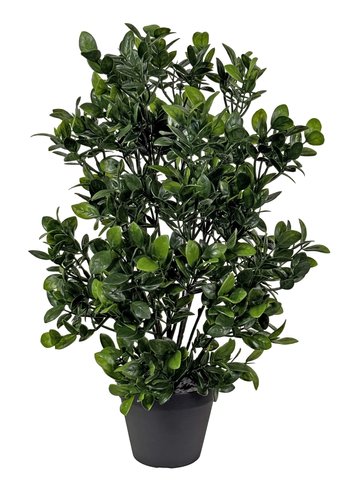 shishi Boxwood bush with big leaves potted h49c
