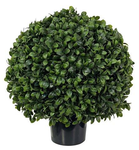 shishi Boxwood topiary with big leaves potted d